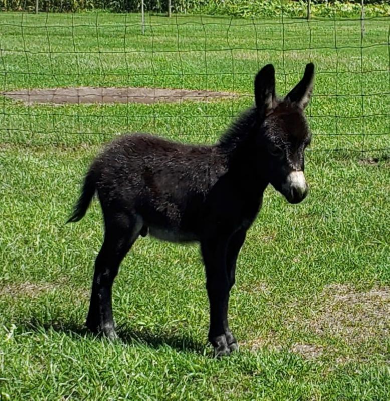 Storyland's Black Porter- Headed to Canada